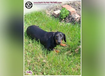 Mega liebe Sally sucht ein Zuhause