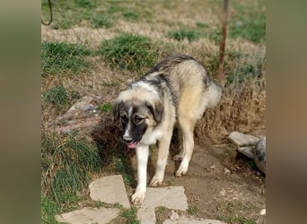 Darla- griechischer Schäferhund-Mischling