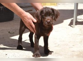 Lollo, ein fröhliches Hundekind auf Entdeckungsreise