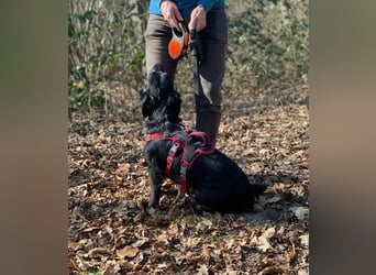 Cooper ❤️ Pflegefamilie 42109 Wuppertal