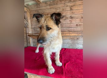 Nicsa, Schnauzer-Mix, Hündin, geb. am 01.04.2023, 50 cm