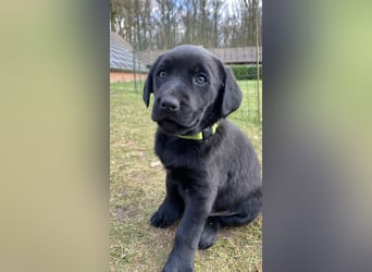 Wunderschöner Golden Retriever - Labrador Mix Welpe