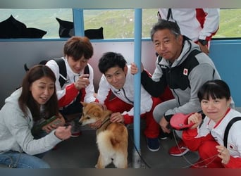 Erstklassige Shiba Inu Zucht in Sachsen