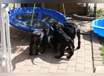 Verschmuste Gordon Setter aus familiärer Liebhaberzucht zu vermitteln