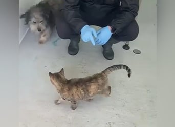 Beard - freundlicher, lieber, katzenverträglicher Rauhaardackel-Mix Rüde / z.Zt. noch in Rumänien