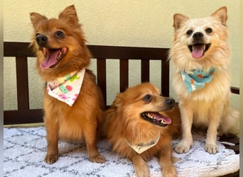 Biscuit SR – junger Herzensbrecher sucht liebevolles Zuhause