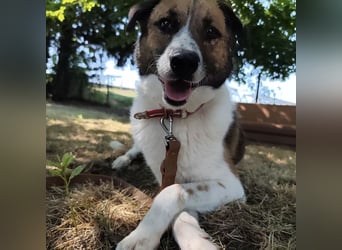 Dolly ein einsamer Schatz