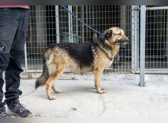 Schäferhund-Mix Loki - Rohdiamant sucht Zuhause