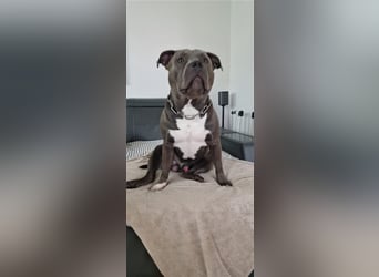 American Bully Standard Blue Line