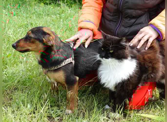 Kleine Riva sucht eine Familie
