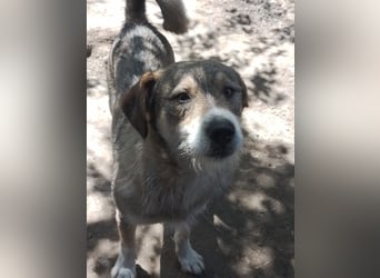 SIMBA - Traumzuhause gesucht