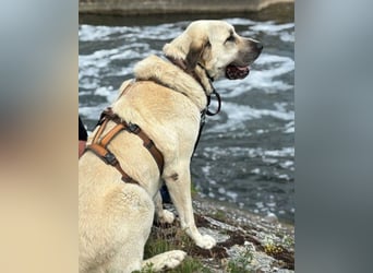 Riesen-Baby-Kangal ♥Ares♥ wartet schon in 99718 Greussen auf seine Für-Immer-Menschen