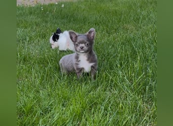 Chihuahua Welpen reinrassig Rüde Mai2025