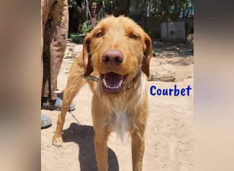 Courbet 11/2022 (ESP) - verspielter, hübscher Jagdhund-Mix Junghund!