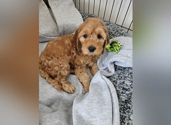 Cockapoo Welpen