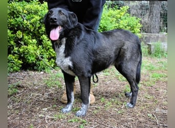 Gerald - hat ein gutes Hundeherz