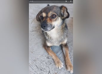 Pixie Chihuahua-Mix zuckersüße Zwerge