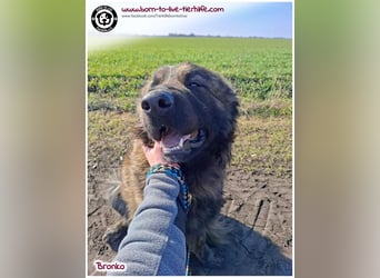 Bronko auf der suche nach seinem Glück