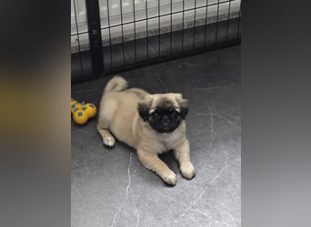 Mops Welpen  ( Altdeutsche )