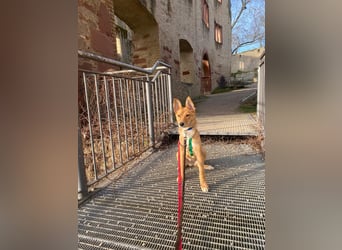 Junghündin Ebby sucht ihre Menschen