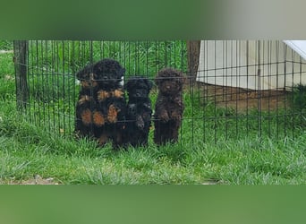 3 Minipudel/ Yorkiepoo hypoallergen!