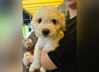Ttabong - Bichon Frise zum verlieben <3 kleiner Charmeur
