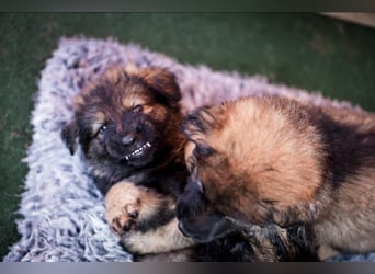 Typvolle Altdeutsche Schäferhund Welpen