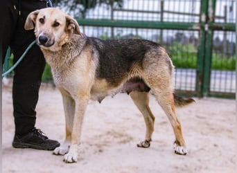 Honey,  Schäferhund-Mix, lieb und sozial