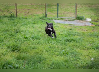 Willy: Sucht ein Zuhause