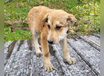 Luki ❤️ aufgeschlossener, lieber Junghund!
