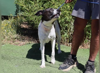 Nikita, Mix Labrador / Boxer, lieb und sozial