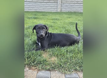 NERO - aufgeweckter Junge sucht Familie