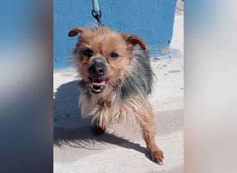 Tobby, sucht mit seiner Freundin Tara ein Zuhause