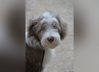 · BEARDED COLLlE WELPEN  · Ein faible für das Besondere!