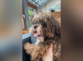 Shih Tzu - Pudelmischlingswelpen abzugeben