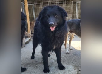 GORDI❤️liebes, verschmustes kroat. Schäferhund-Mix-Mädel