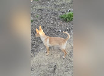 Uva, sucht ihr großes Glück