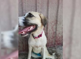 Schmusemaus Gül wäre so gerne Familienhund