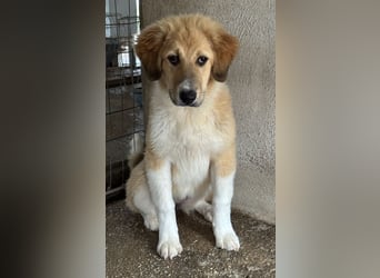 Flikka, geb. ca. 01/2025, lebt in GRIECHENLAND, im städt. Tierheim Serres