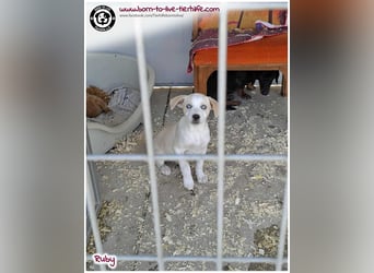 Welpenmädchen Ruby sucht ein Zuhause