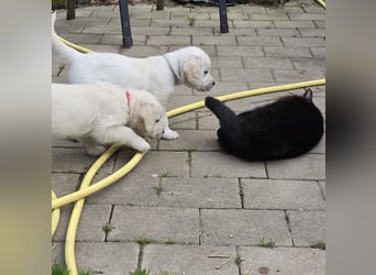 Zauberhafte Retrieverwelpen