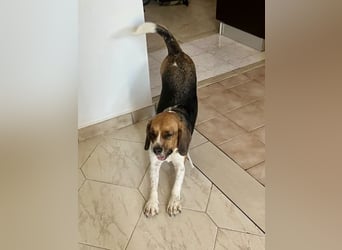 Beagle Mix HUGO (2 Jahre alt) sucht eine Familie!