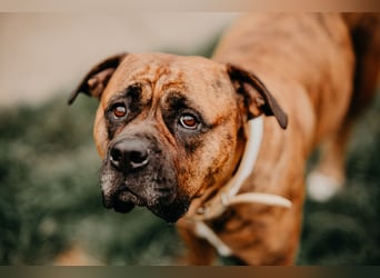Bulldog Bonny (Tierschutz)