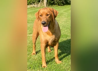 Typvolle Labrador Welpen in Foxred/Dark Foxred aus einer Top Verpaarung