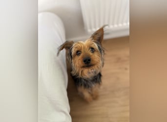 Yorkshire Mix Rüde Lenny