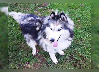 Husky-Mix Arci sucht seine liebe Familie