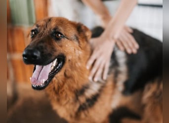 Tia ❤️ verschmuste, treue Schäferhündin