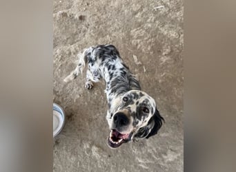 Lottie – Sanfte Setterseele sucht ihr Glück!