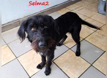 Selma2 11/2022 (GRC) - traumhafte, super soziale und hübsche Schnauzer-Mix Hündin!