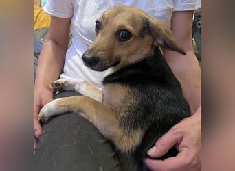 MISSY, Hündin, 3 Jahre, 31cm, Mischling, Tierschutz